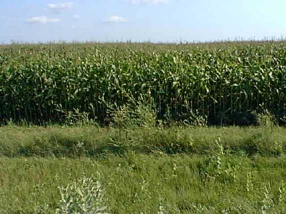 Looking South - The confluence is 100 feet into the corn.