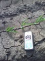#5: Corn plants with GPS for scale
