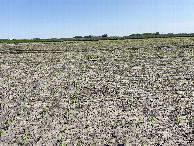 #4: View to the south from the confluence point. 