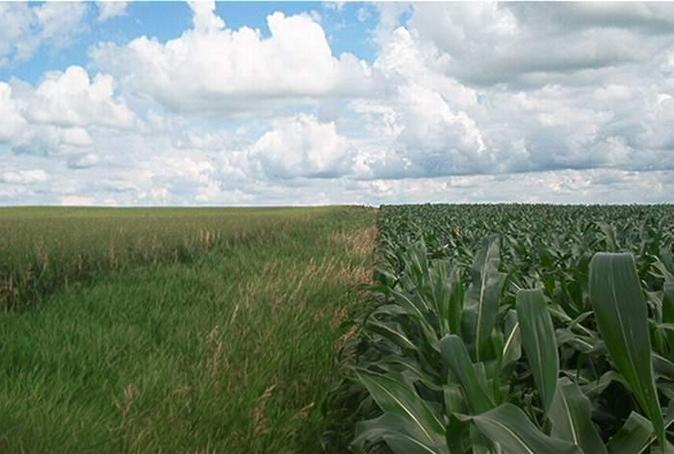 The edge of the field containing the confluence - and the endless sky beyond