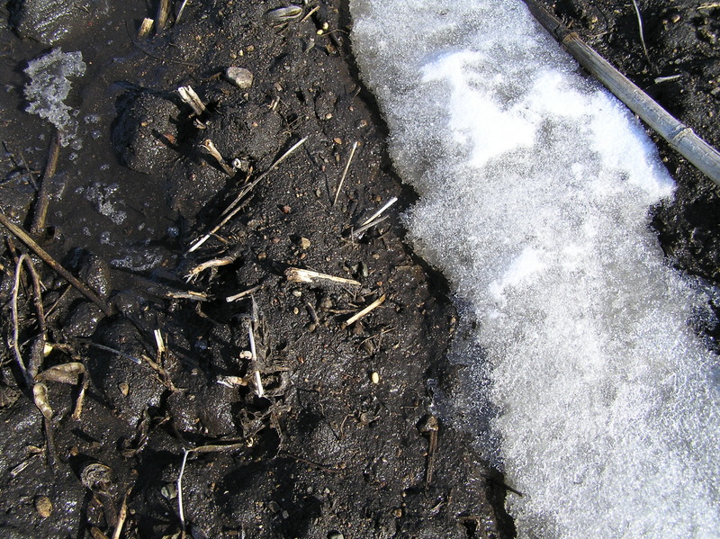 Corn, mud, and snow:  Ground cover at the confluence point.