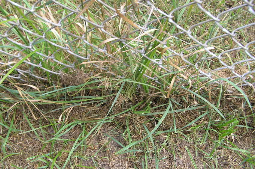 Groundcover at the confluence site.