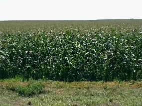 #1: The confluence is about 100 feet into the corn