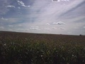 #4: Looking south at another corn field