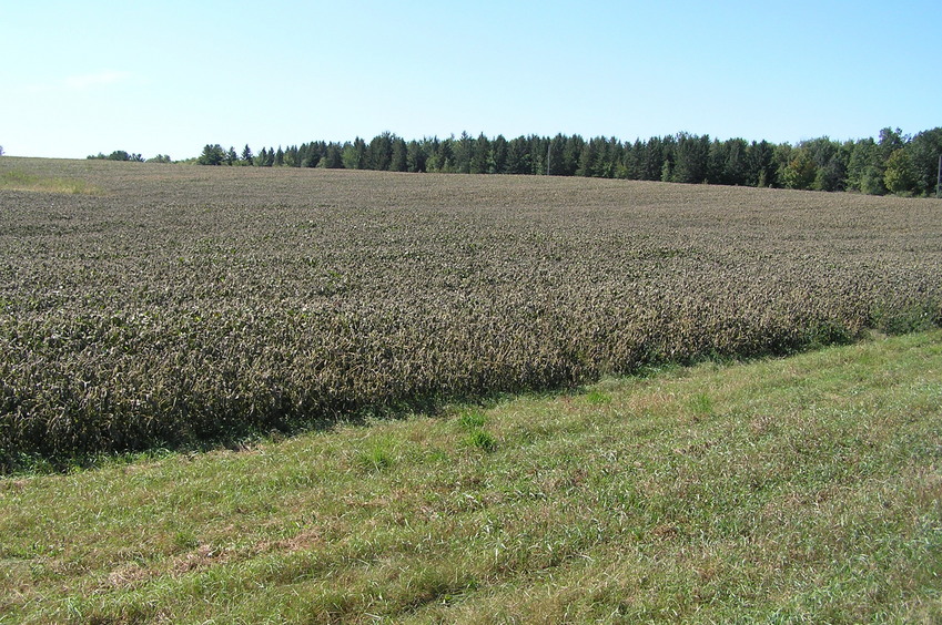 Site of 45 North 94 West, about 8 meters into the soybean field in the mid-distance of this photograph.