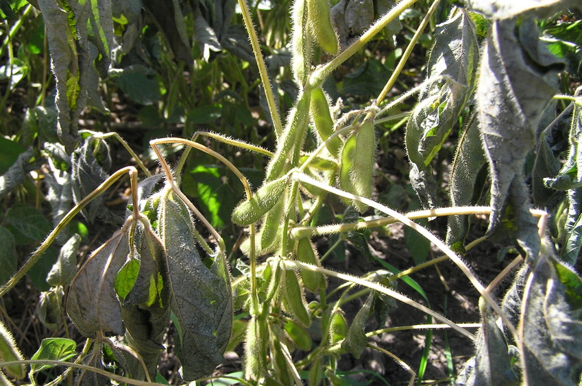 Soybeans with fine hair is the groundcover under this confluence point this year.