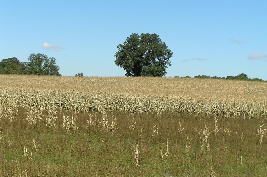 View to the north from the confluence.