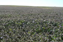 #7: View to the south from the confluence--looks similar to the east view!