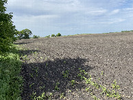 #8: Groundcover at the confluence point.