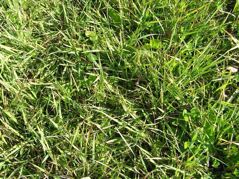 Ground-cover at the confluence:  Planted field grasses