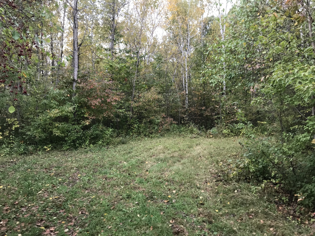 The cleared path pointing to the confluence.  From the end of this path, one needs to crouch and walk through the trees and shrubs.