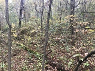 #5: View to the north from the confluence point.