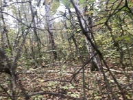 #7: View to the south from the confluence point. 