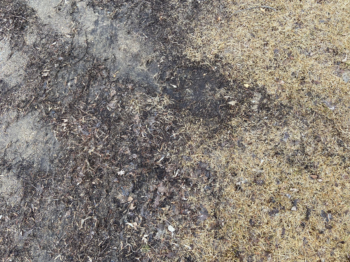 Ground cover at the confluence point. 