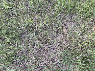 #8: The groundcover at the confluence point.