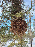 #7: Massive cluster of pine cones during the bushwhack