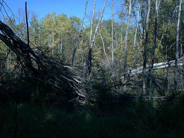 Blown-down trees