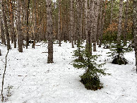 #4: View to the south from the confluence point.