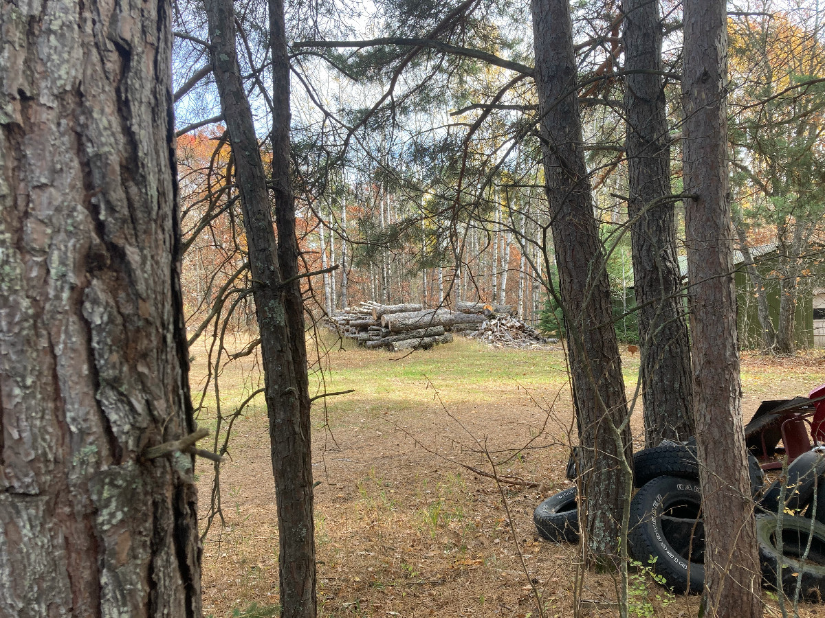 Looking east, towards the maintenance shed and associated pile of wood