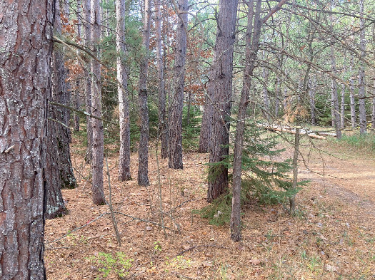 #1: Looking west toward 47N 95W, located in the middle of the photo