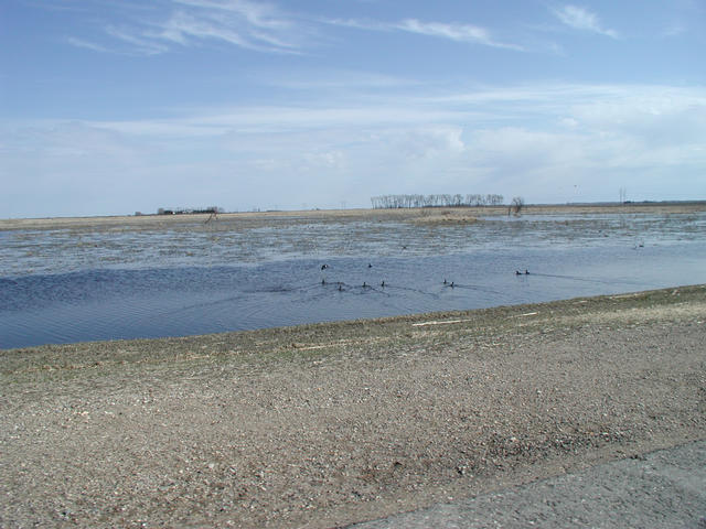 One of the many duck filled potholes.