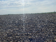 #3: The view to the east from the confluence point.