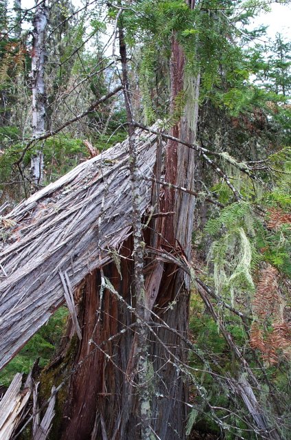 A fallen tree at the confluence