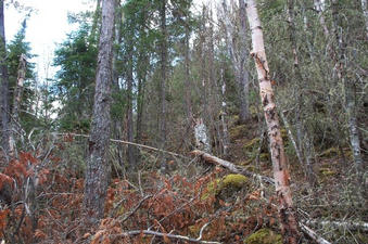 #1: The confluence spot, looking south