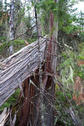 #2: A fallen tree at the confluence