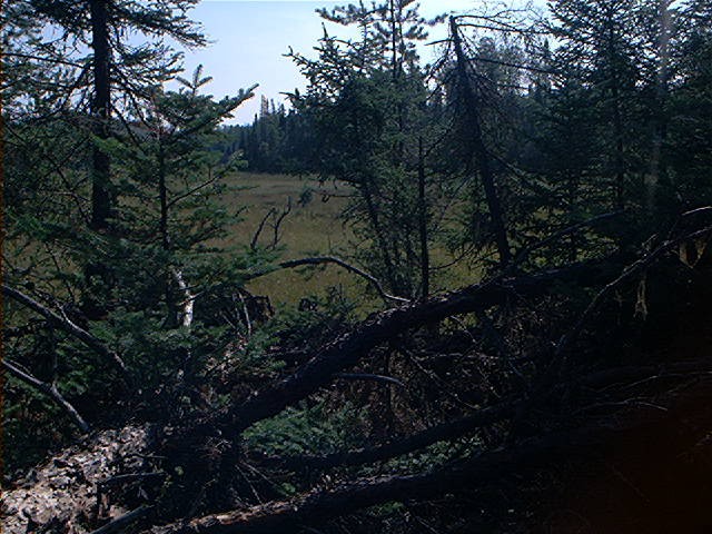 Marshy area which gave us brief hope