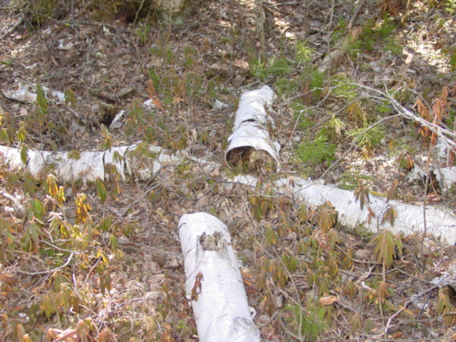 The downed Birches in the immediate vicinity of the confluence