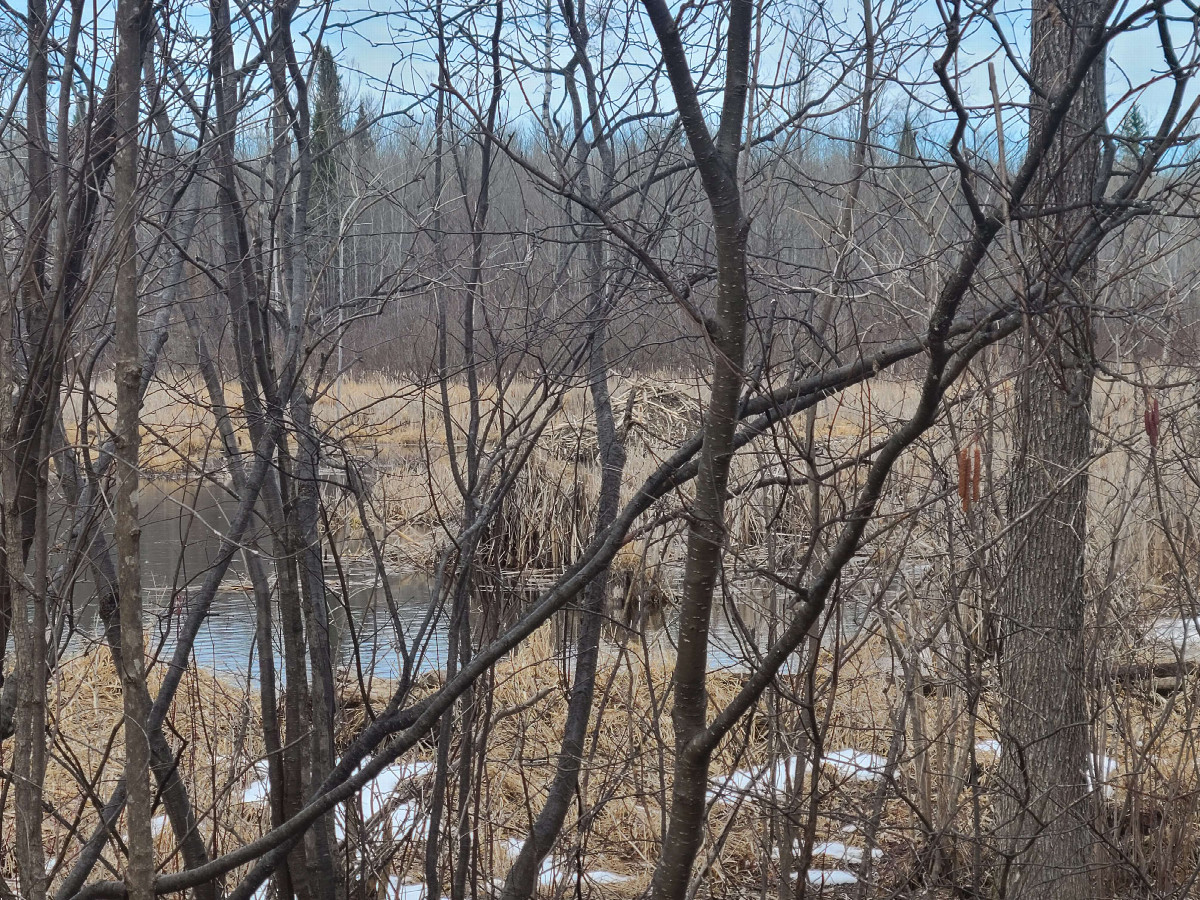 One of many beaver lodges in the area