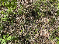 #8: Ground cover at the confluence point.