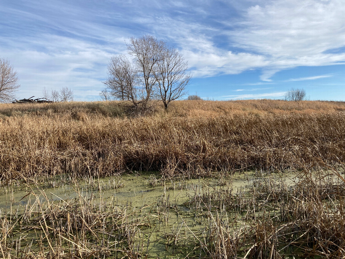 Looking east from my closest approach, at a frozen part of the creek