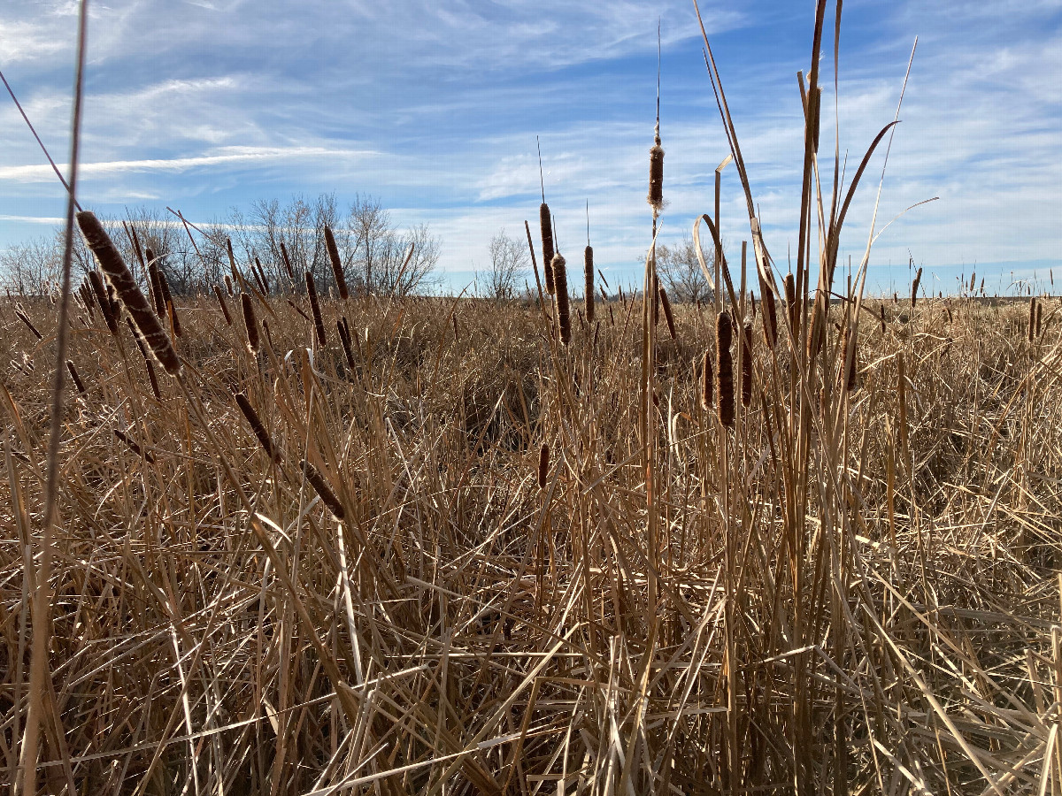 Most ideal walking area