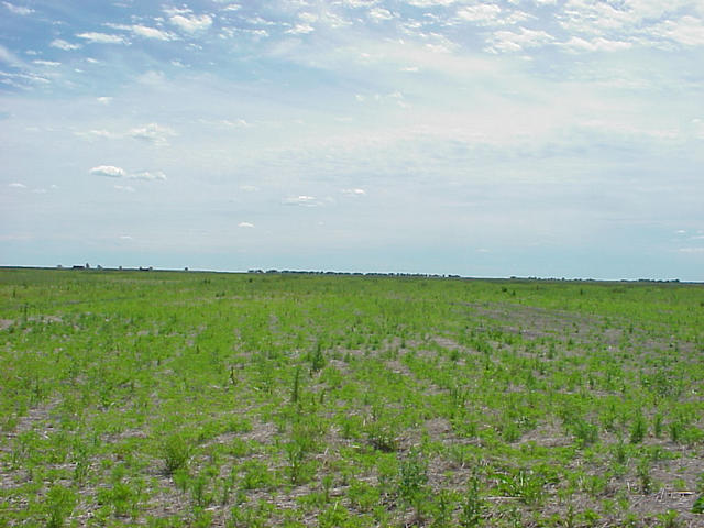 Looking south into the farm fields of Minnesota