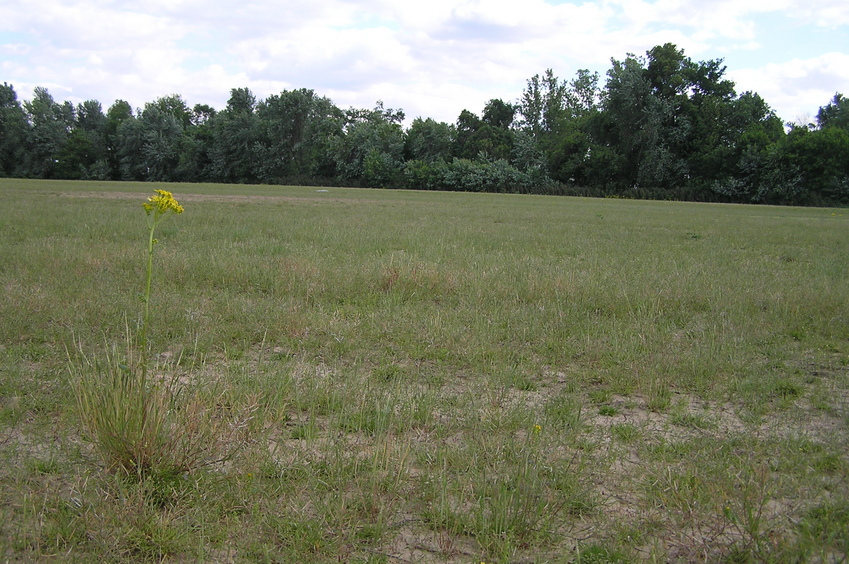 View to the south from the confluence.