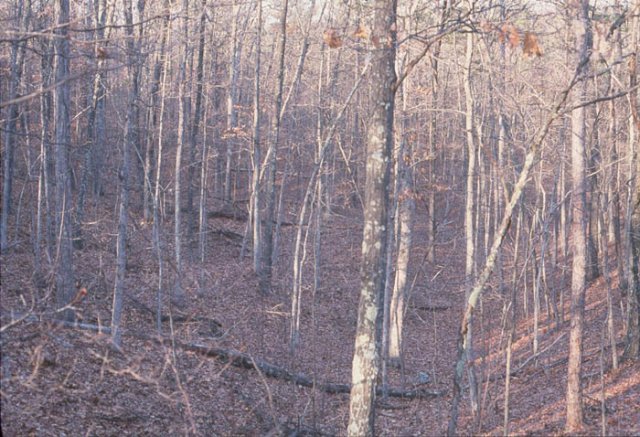 View of the small valley the confluence overlooks.