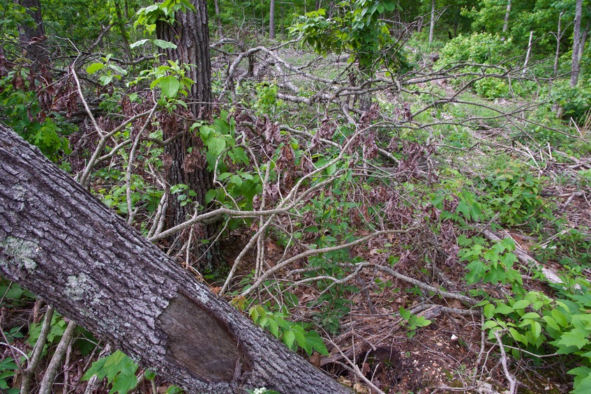 The confluence point lies among downed trees, on the side of an old road cut