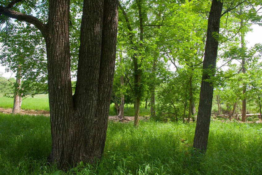 The confluence point lies near this triple-trunked tree