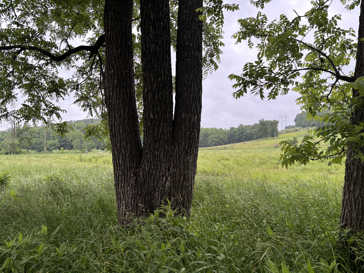 A view to the north from the confluence point.