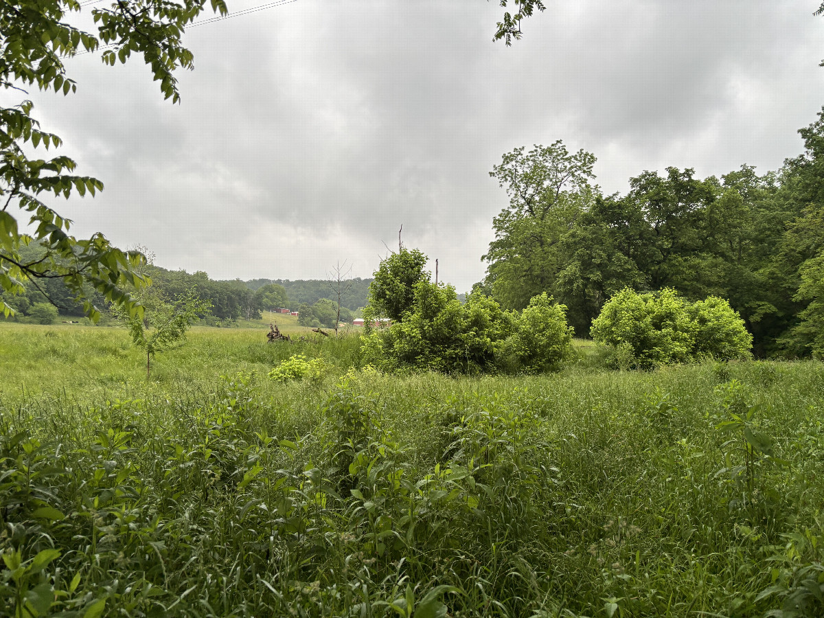 A view to the east from the confluence point.