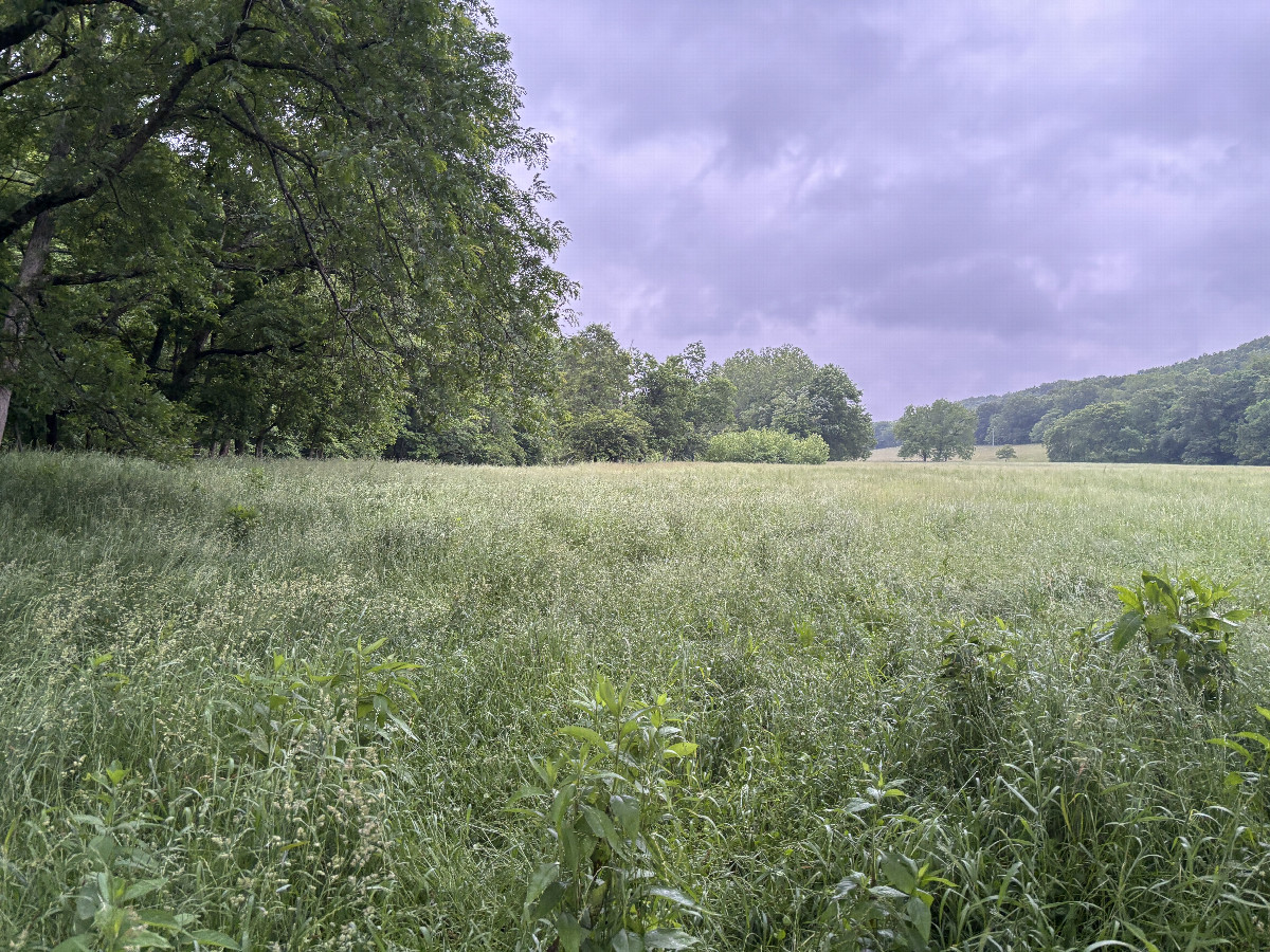 A view to the west from the confluence point.