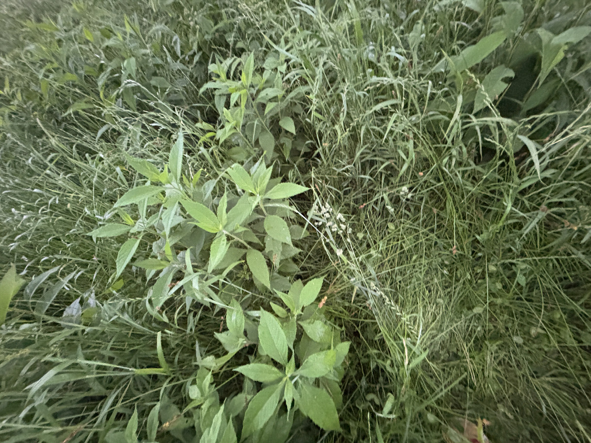 Ground cover at the confluence point.