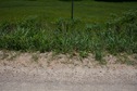 #5: The confluence point lies on the edge of a country road, with farmland beyond