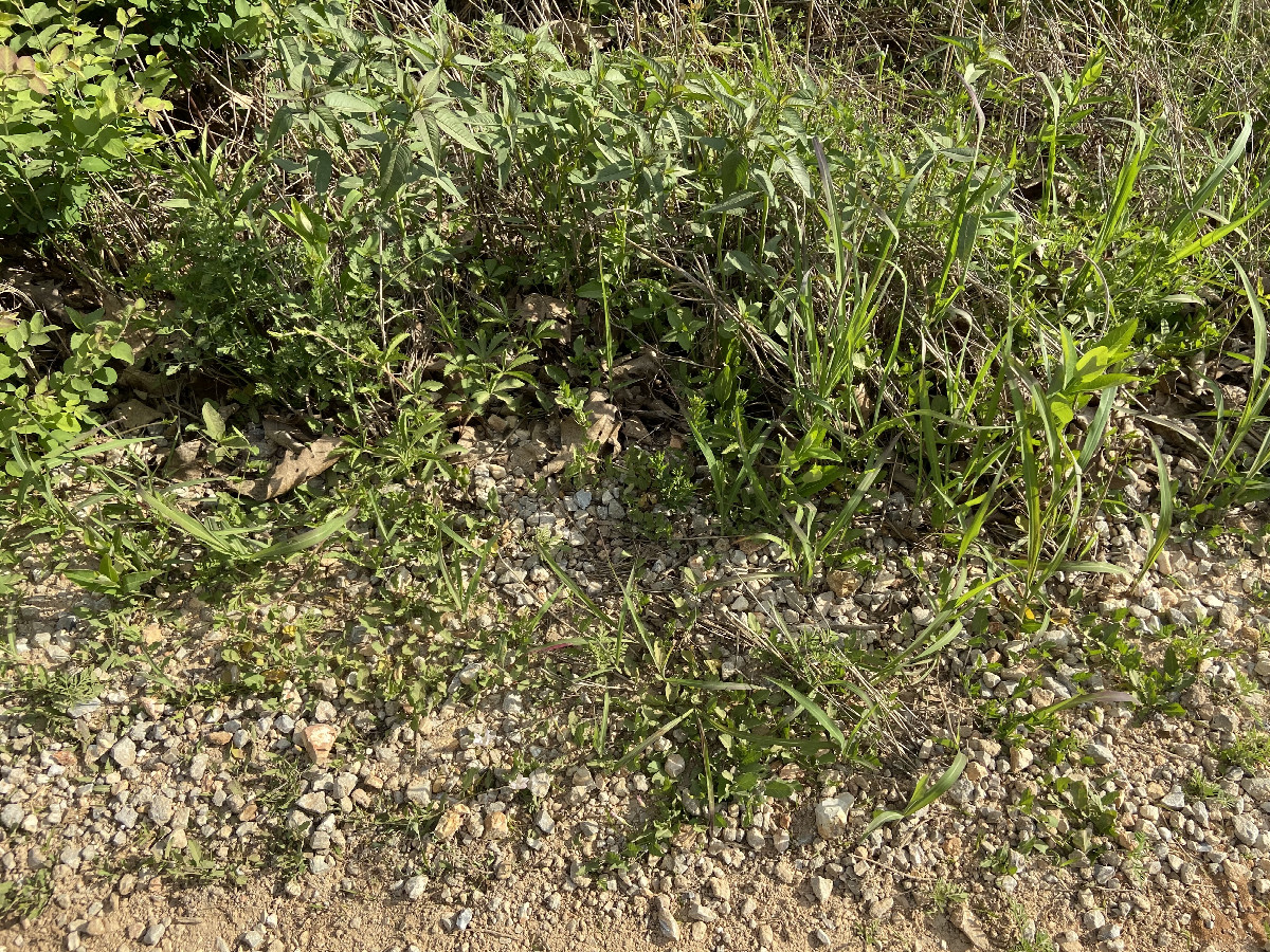 Ground cover at the confluence point. 