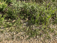 #8: Ground cover at the confluence point. 