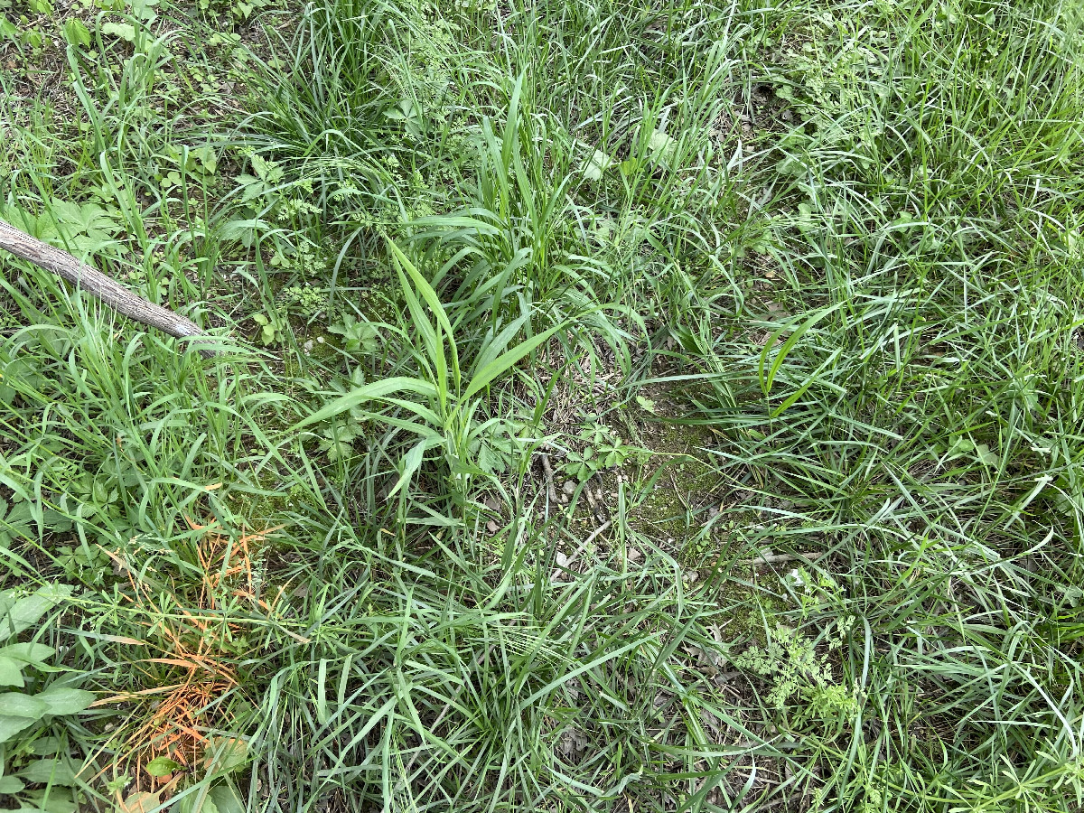 Ground cover at the confluence point. 