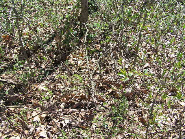 Groundcover at wooded site of 39 North 91 West.