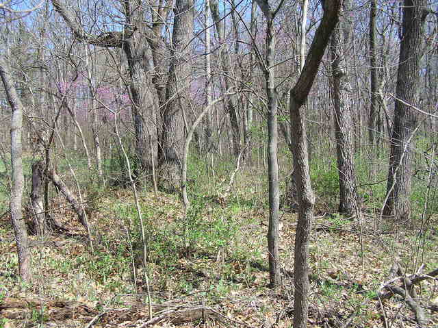 View to the east from the confluence site.